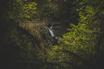 Small waterfall surrounded by lush foliage