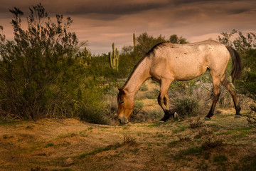 Horse Grazes in the Desert