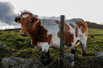 VACA