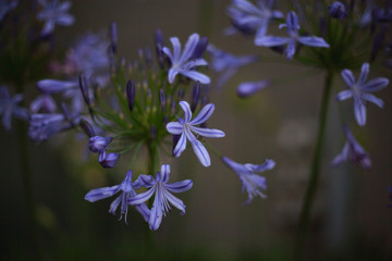 Fototapeta na wymiar blue flowers on a background