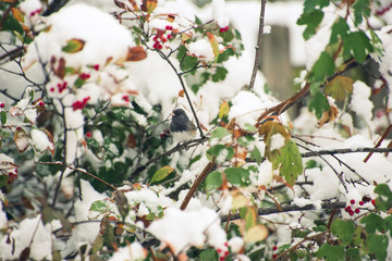 Tiny bird on a berry bush in the snow