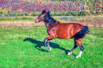 young horse gallops fast on the meadow 