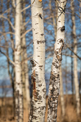 Two small Aspen trees in nature close up