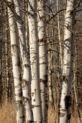 Small cluster of Aspen trees in a grove that are sunlit