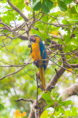 Blue Macaw