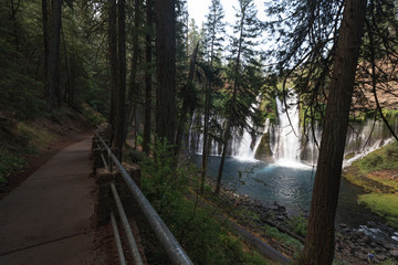 road in forest