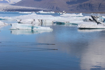Fototapeta na wymiar seals_iceland