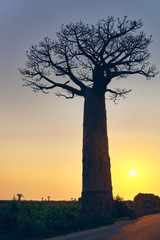 Fototapeta na wymiar Avenue of Baobabs, Morondava, Madagascar