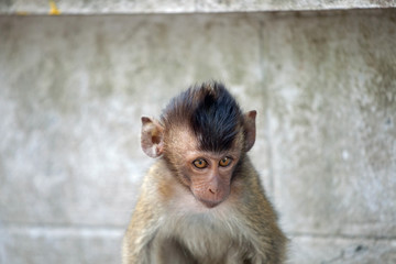 可愛いサル