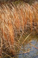 dry rushes in the wild