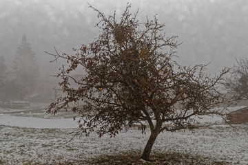 Baum im Winternebel