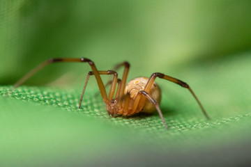 Brown widow spider make sac for its eggs
