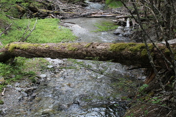 Fallen  tree  on the  river