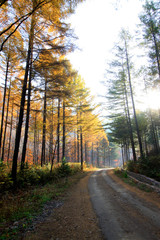 Forest road in the autumn