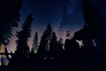 Naklejka premium night in the forest