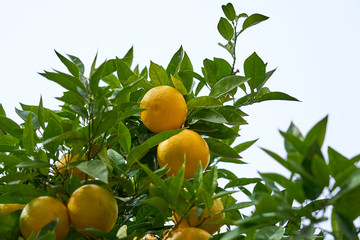 Mandarins are growing on a tree branch with green leaves, against a clear blue sky.    