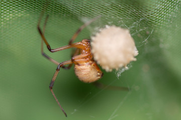 Brown widow spider make sac for its eggs