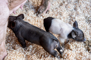 Baby Pigs