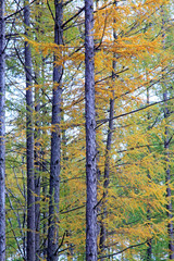 Fototapeta premium sosna