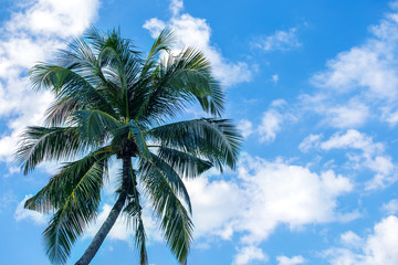 Fototapeta na wymiar Palms on blue sky with copy space. Tropical trees background.