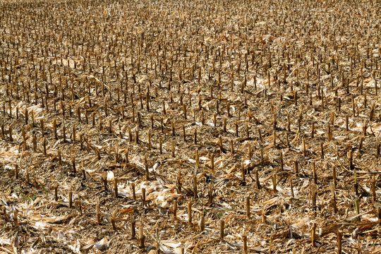 Corn Stubble In The Fields