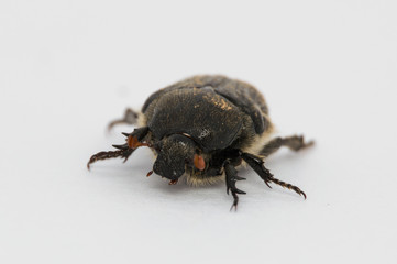 Isolated Large Back Beetle