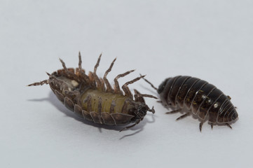 Pill Bugs Interacting with Each Other