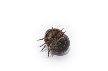 Pill Bug curled up in a ball