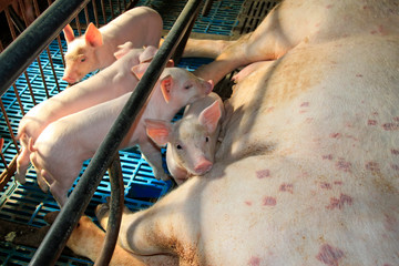Lactation sows and piglets in a farm © junrong