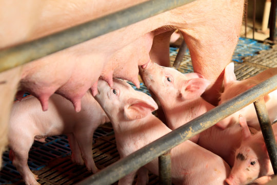 Lactation sows and piglets in a farm