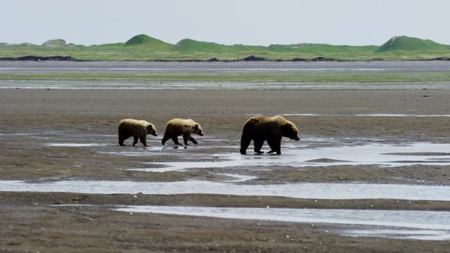 Young cubs with Alaskan mother Brown Bear Katmai Peninsula Coastline National Park Reserve Wilderness Alaska USA 