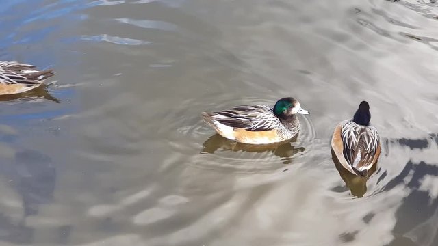 Chilo&radic;&copy; wigeon AKA  the southern wigeon or Anas sibilatrix swimming  around on a lake