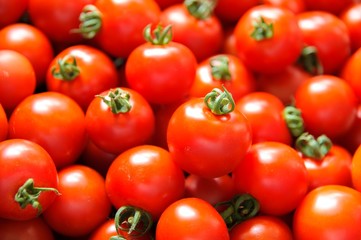 新鮮なトマトの収穫