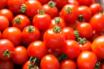 新鮮なトマトの収穫