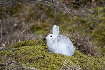 Snowshoe Hare © Dee Carpenter