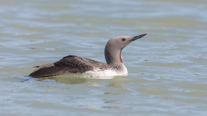 Red-throated Loon