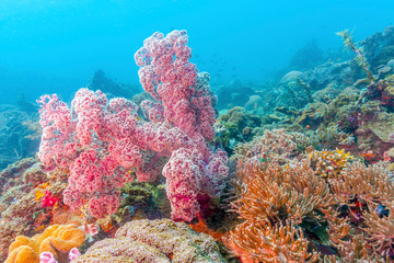 Fototapeta na wymiar Dendronephthya isoft corals family Nephtheidae.