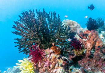 Obraz premium Coral reef Bali