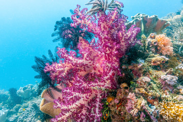 Fototapeta na wymiar Dendronephthya isoft corals family Nephtheidae.