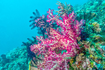 Naklejka na ściany i meble Dendronephthya isoft corals family Nephtheidae.