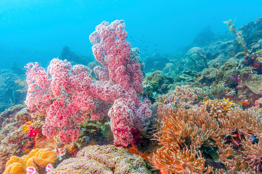 Dendronephthya isoft corals family Nephtheidae.
