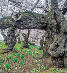 Central Park, New York City in spring