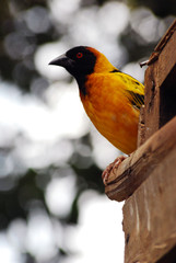 Close-up of African citril (Crithagra citrinelloides)