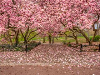 Central Park, New York City in spring