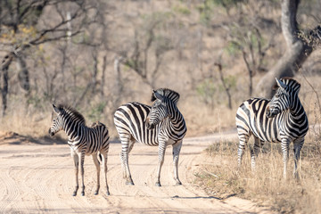 Fototapeta na wymiar Zebras South Africa
