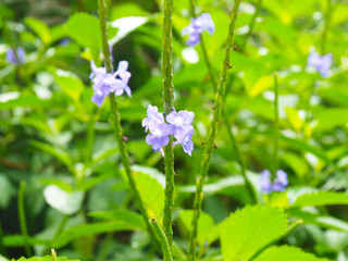 Beautiful Purple Flowers