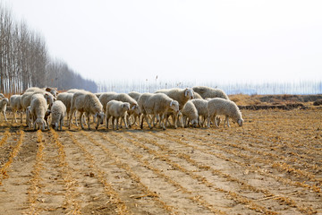 sheep in paddy fields