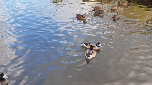 Chilo&radic;&copy; wigeon AKA  the southern wigeon or Anas sibilatrix swimming  around on a lake