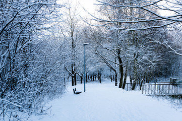 Snow covered trees in the park