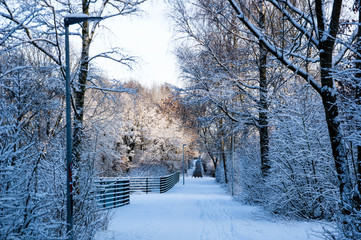 Snow covered trees in the park